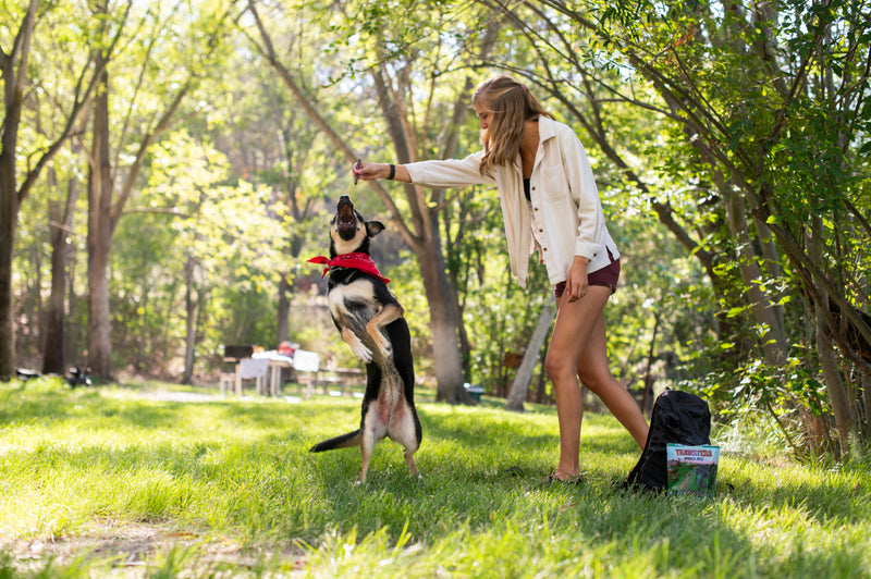 Dog doing tricks or kahoots training treats in a forrest
