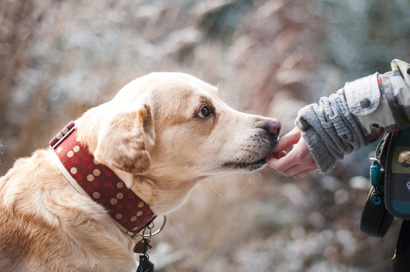 Dog eating treat out of owner's hand