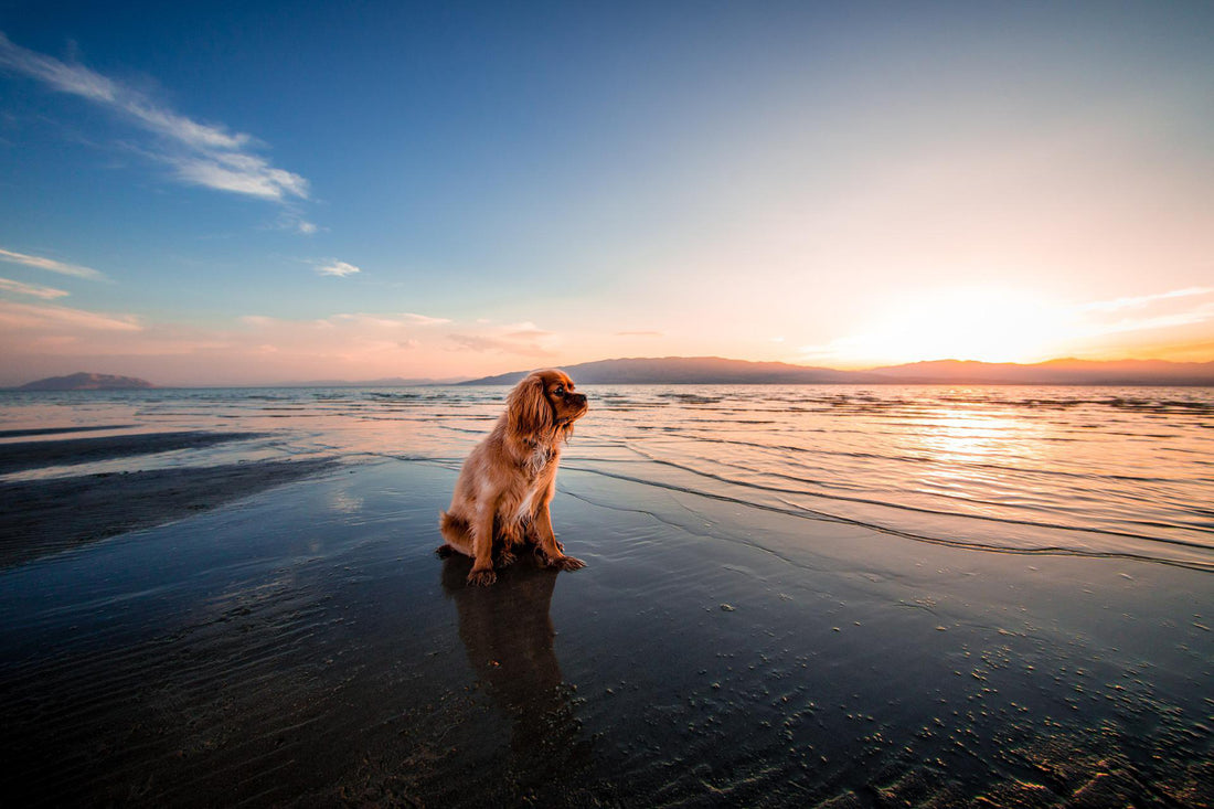 Dog sitting on a dog beach