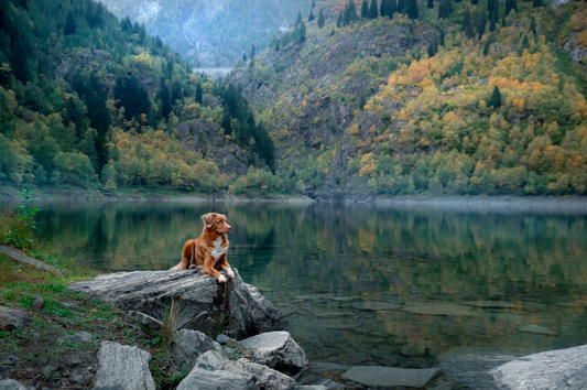 Dog sitting on a rock above a lake