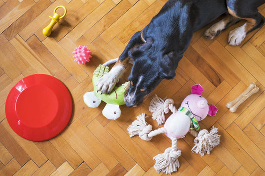 Dog with toys on floor