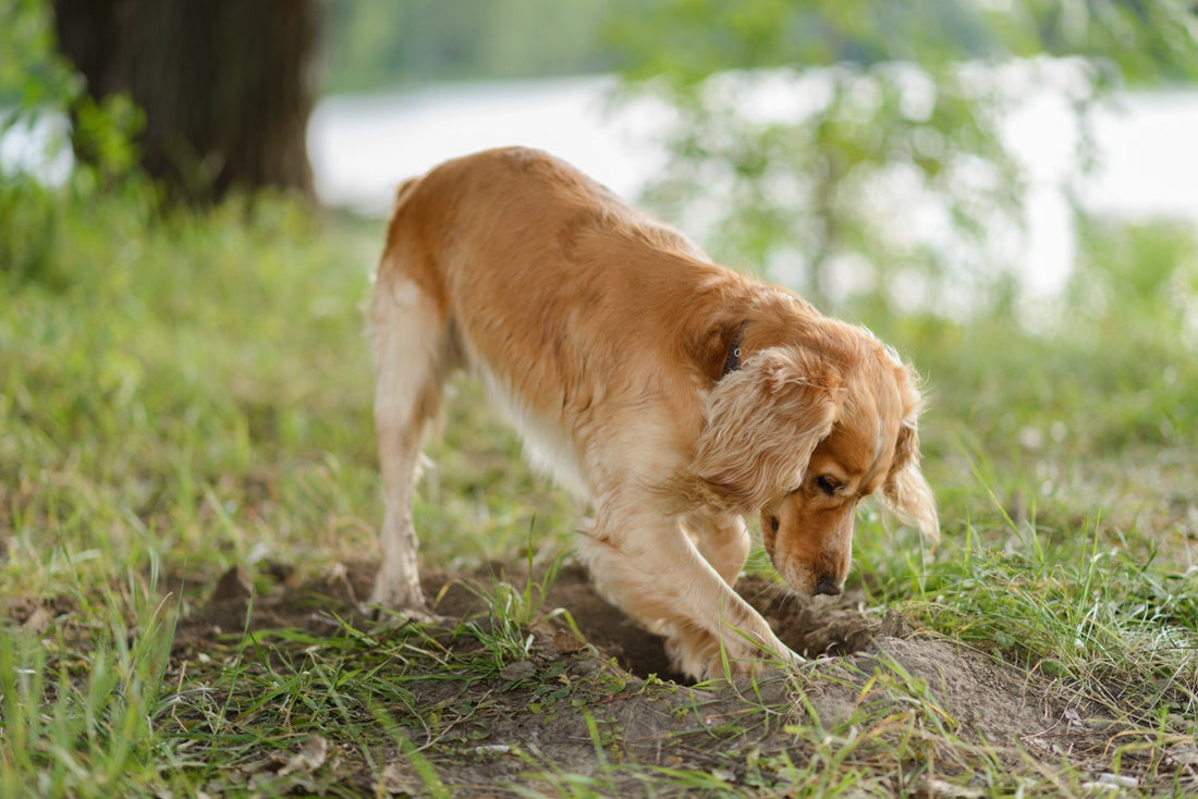 Dog Digging Hole