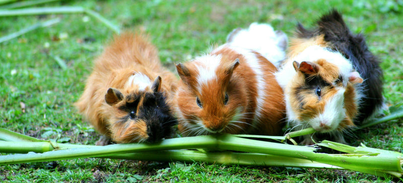 Guinea Pigs