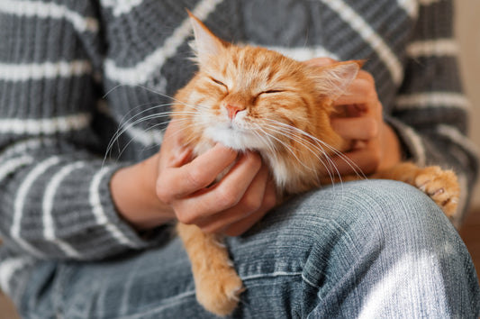 Happy cat being scratched on owners lap