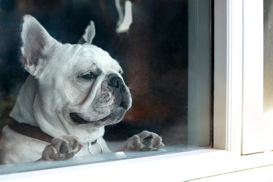 White French bulldog resting its paws on a windowsill, looking out at an empty street