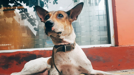 Tan and white dog wearing a brown collar lying down outdoors, collar in focus