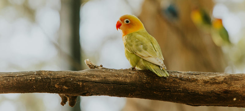 Lovebirds