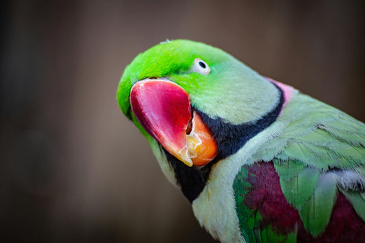 Parakeet looking at the camera