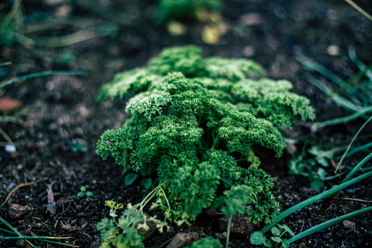 Parsley plant in garden