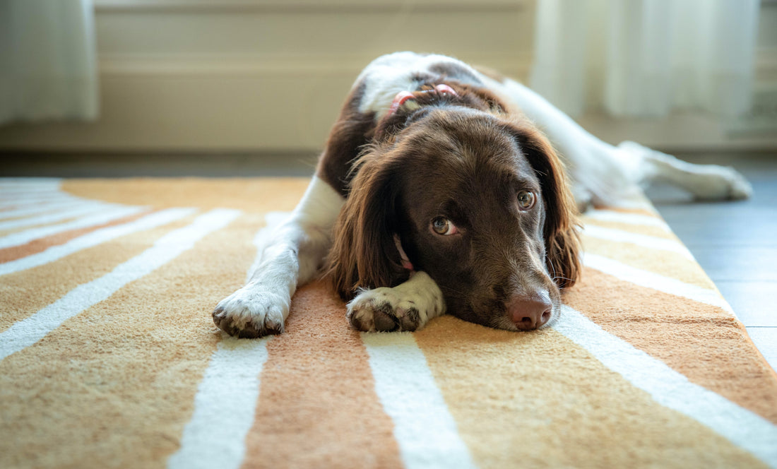 Sad dog laying on carpet
