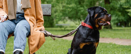 Dog sitting neatly beside bench on leash