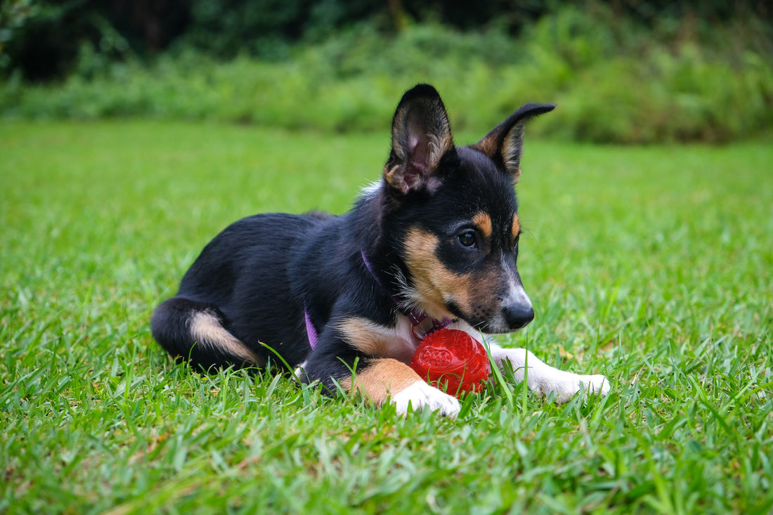 Puppy laying in grass with a chew toy