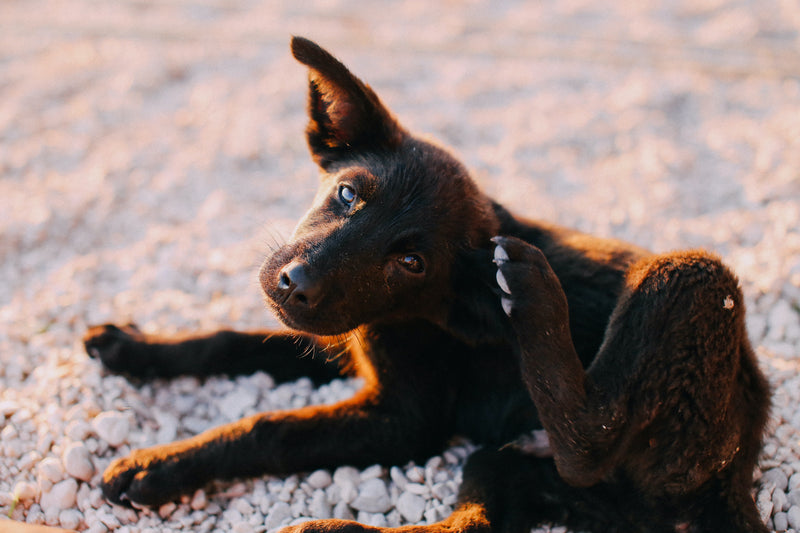 Scratchy puppy on white sand