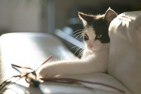 Cat on couch playing with toy