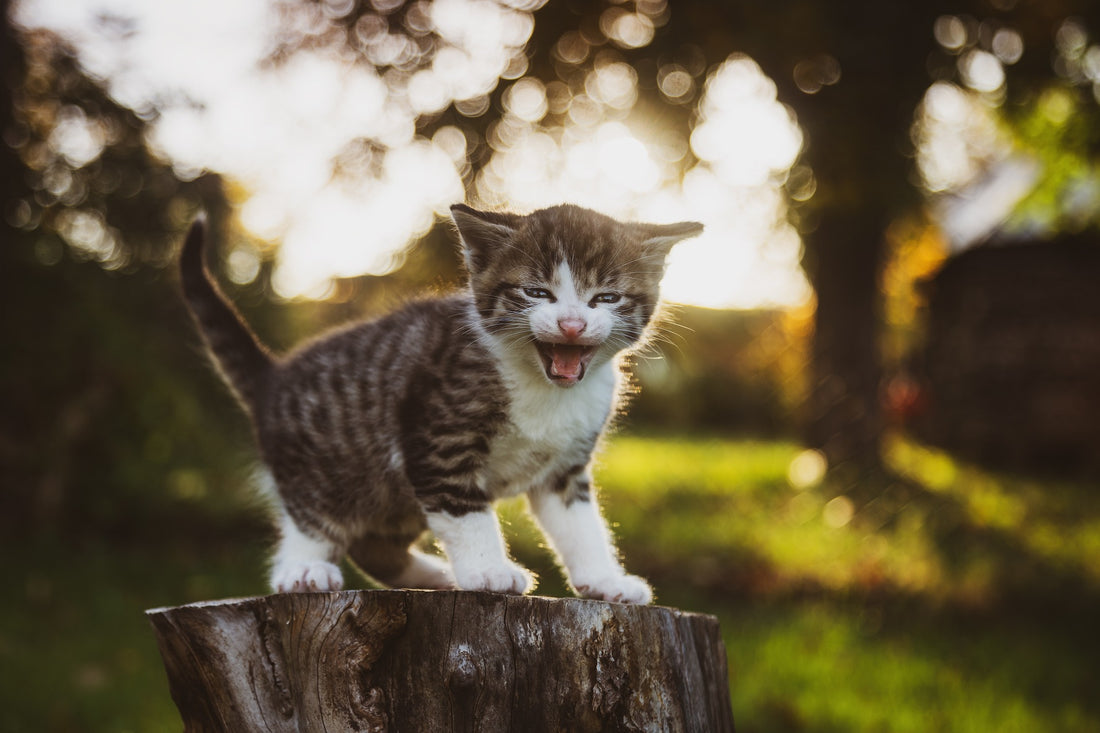 Kitten on a tree stump