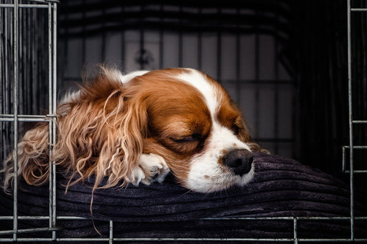 Dog sleeping in kennel