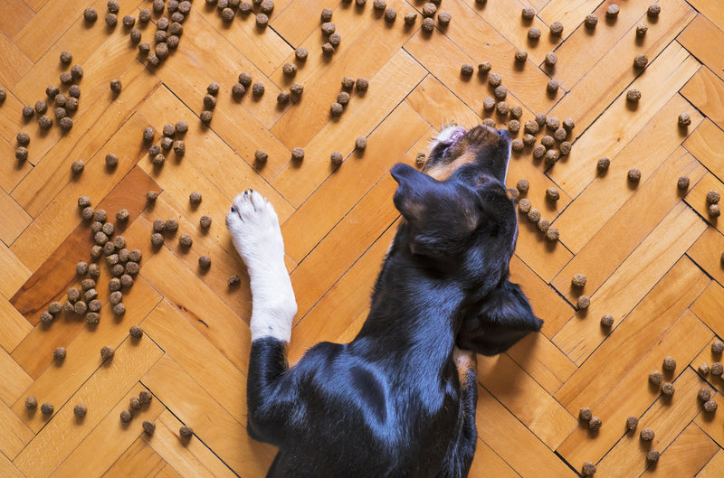 Dog laying on floor eating loose kibble