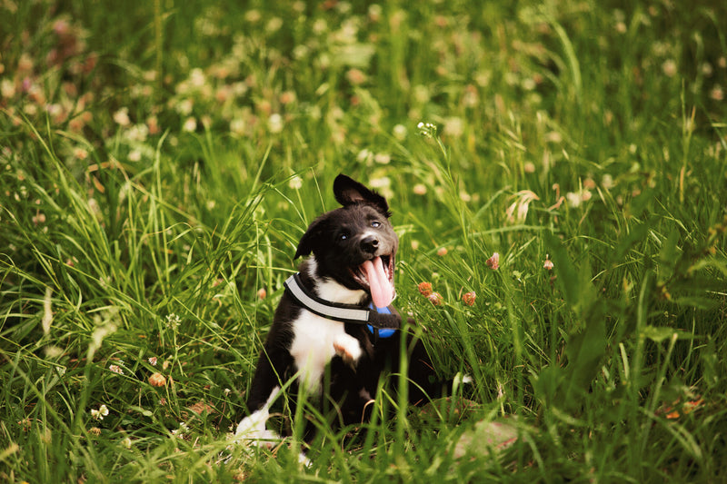 Puppy scratching in field