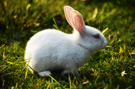 white rabbit on grass