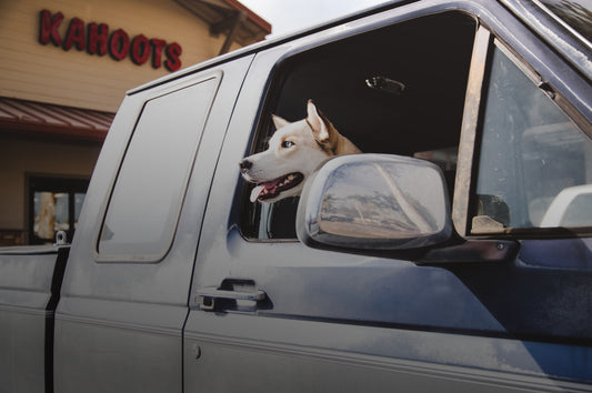 Dog in truck outside of a Kahoots store