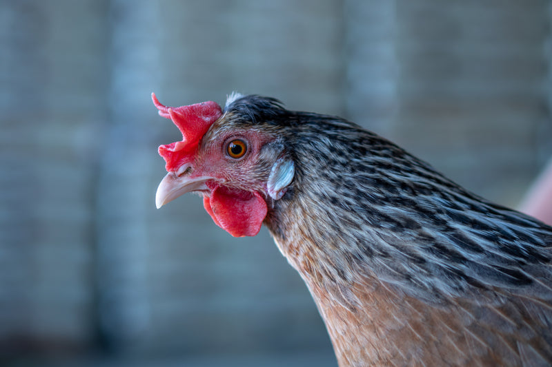 Two chickens on a hay bale