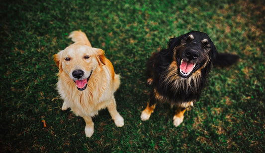 Two dogs smiling at camera
