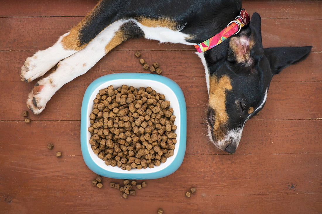 dog laying alongside a bowl full of kibble