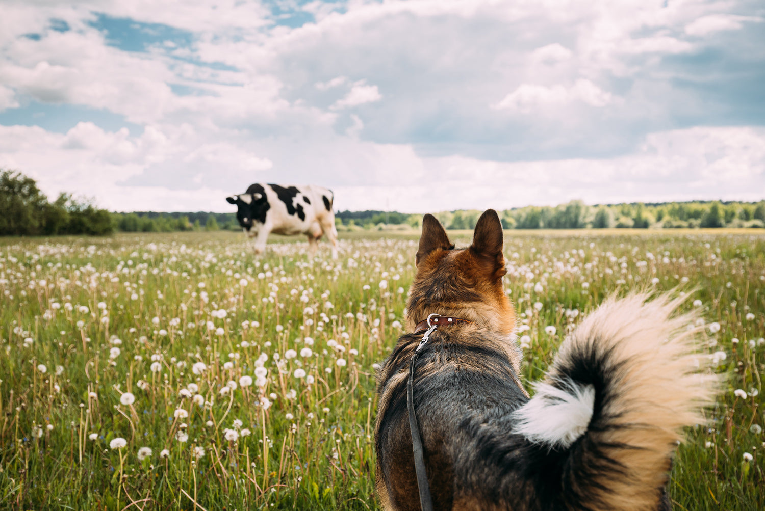 German Shepherd in field staring at a cow
