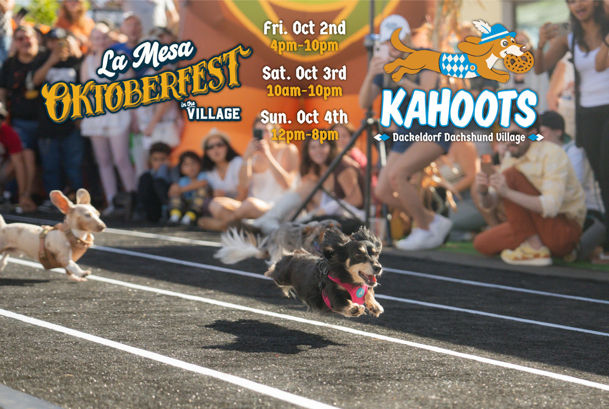 dog running in a race