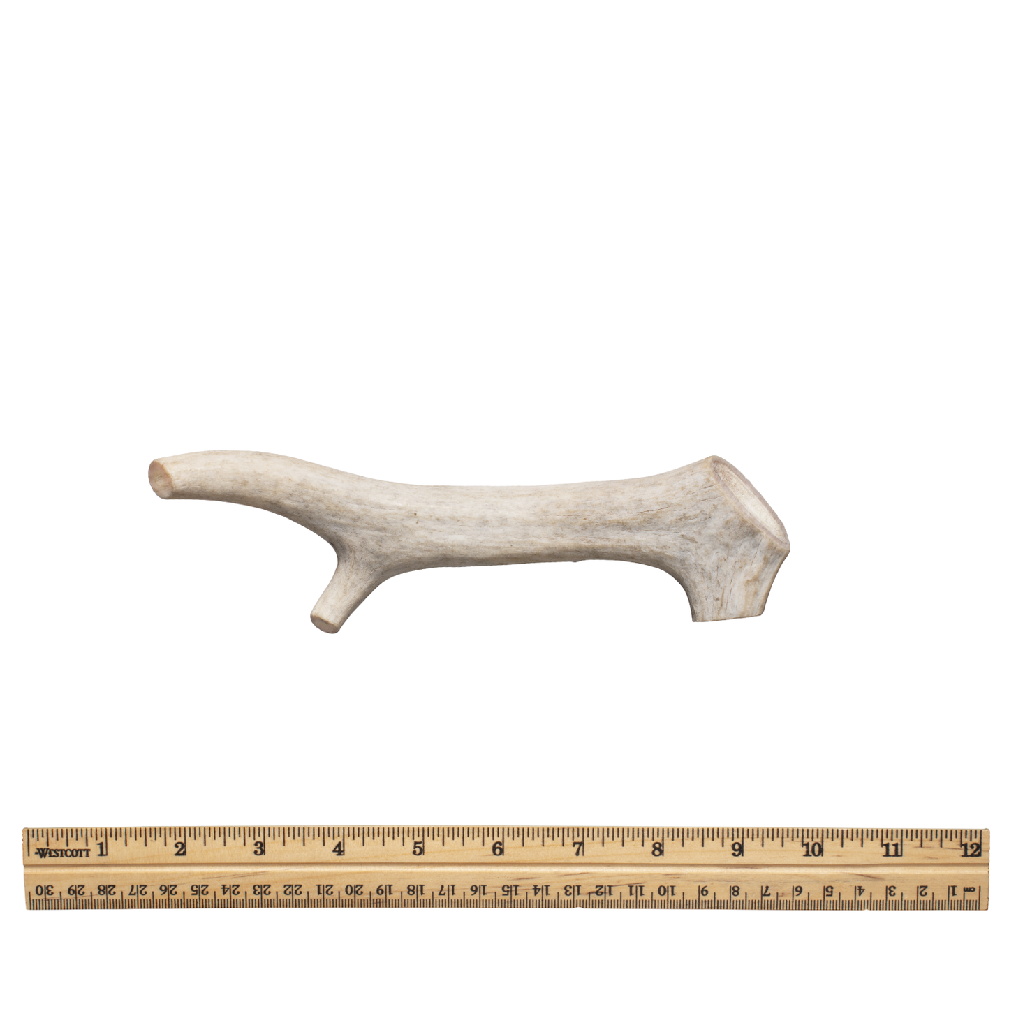 Whole antler lg without tag