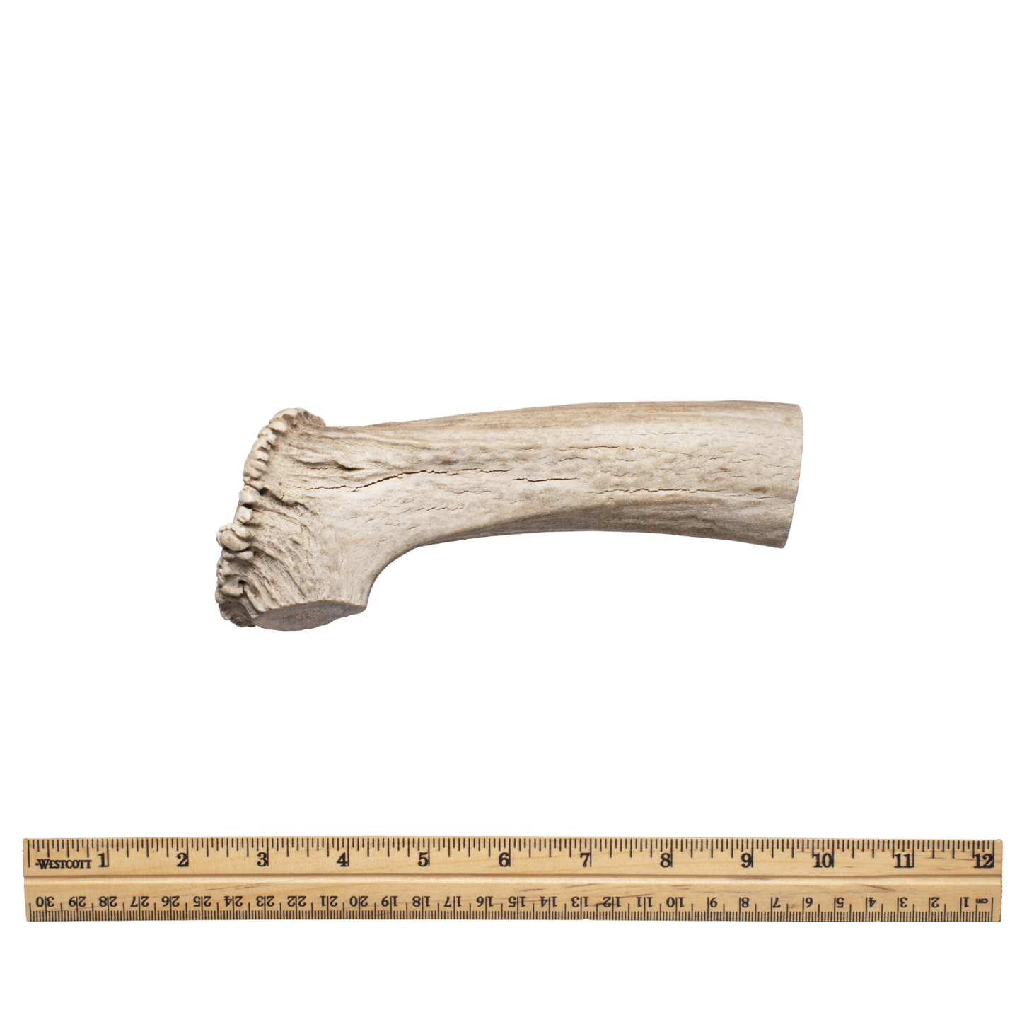 Whole antler xl without tag