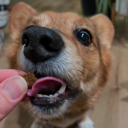 dog chomping on freeze dried food