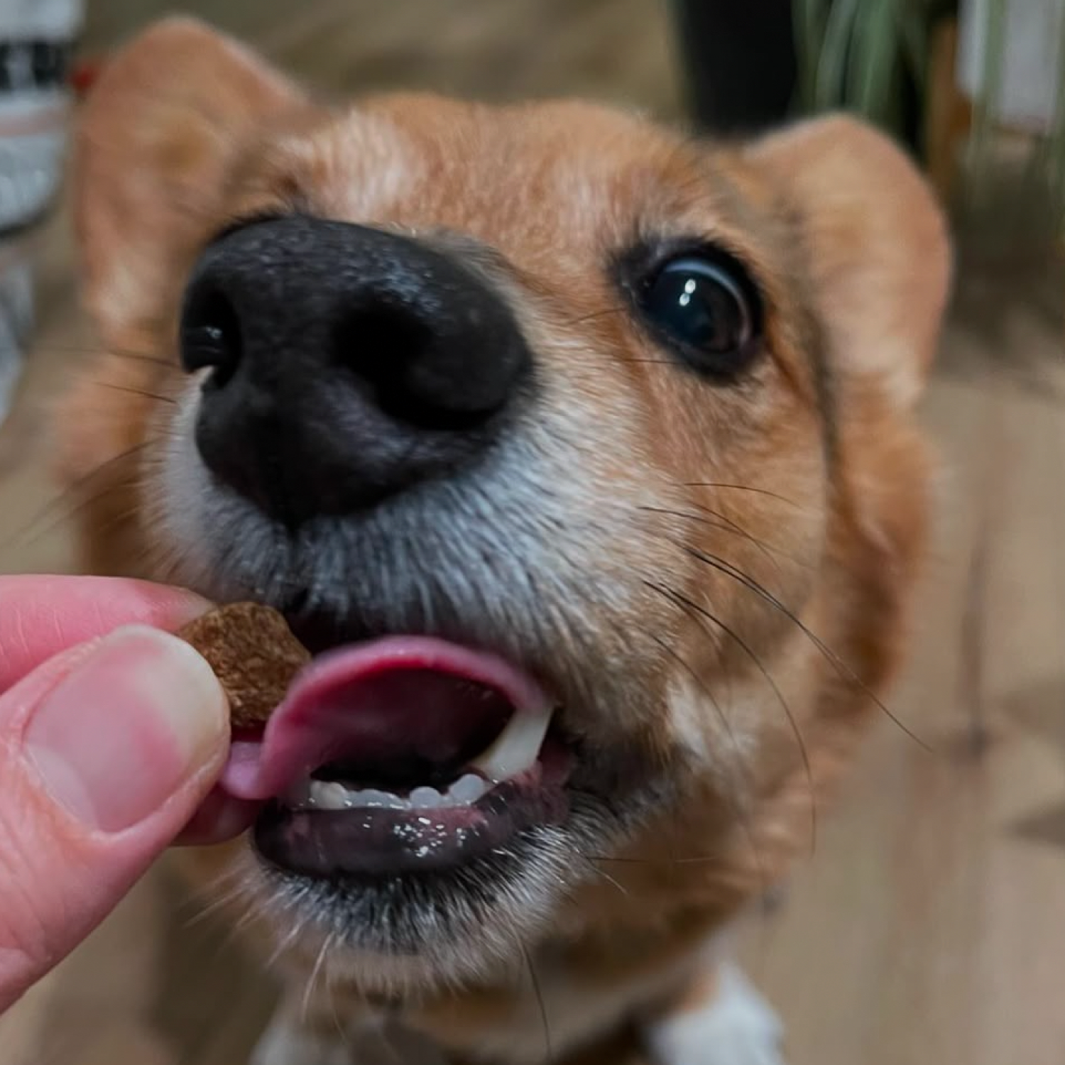 Freeze-dried Beef Bites - Dog Food | Kahoots Freeze-dried Beef Bites - Dog Food | Kahoots