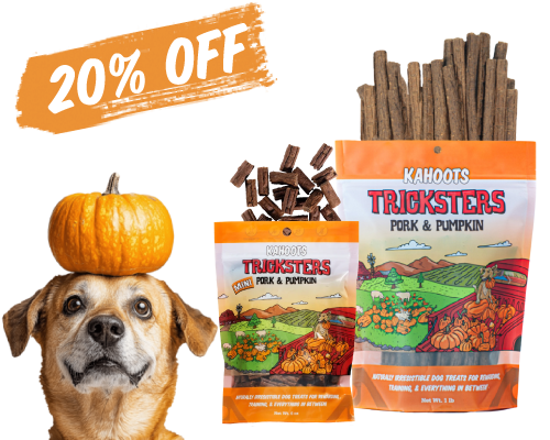 Dog with small pumpkin on head near training treats