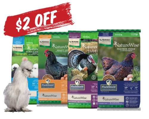 Silkie chicken in front of various chicken feed packaging