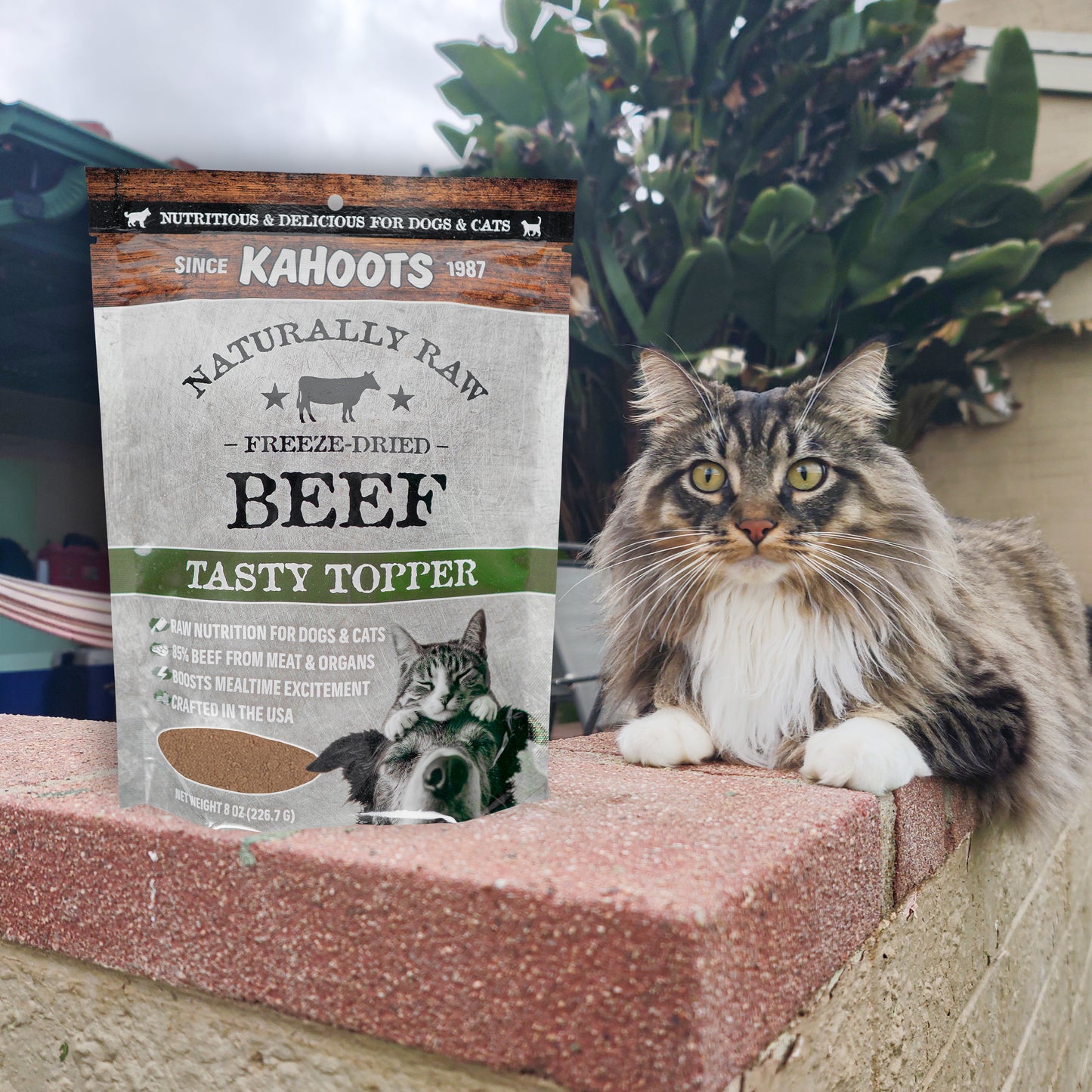 Cat sitting next to a package of Kahoots Naturally Raw Freeze-Dried Beef Tasty Topper on a ledge.