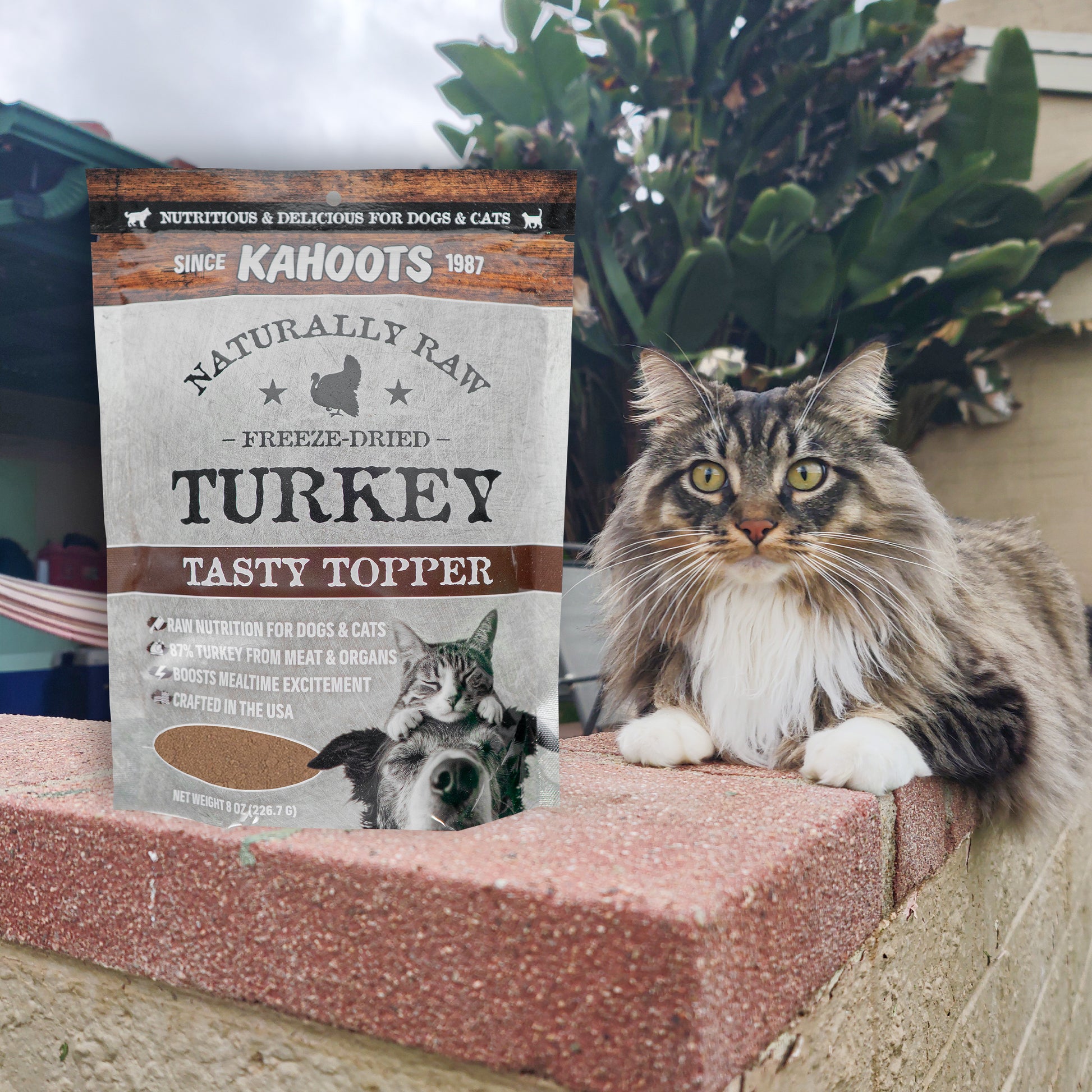 Cat sitting next to a package of Kahtoots Naturally Raw Freeze-Dried Turkey Tasty Topper on a step.