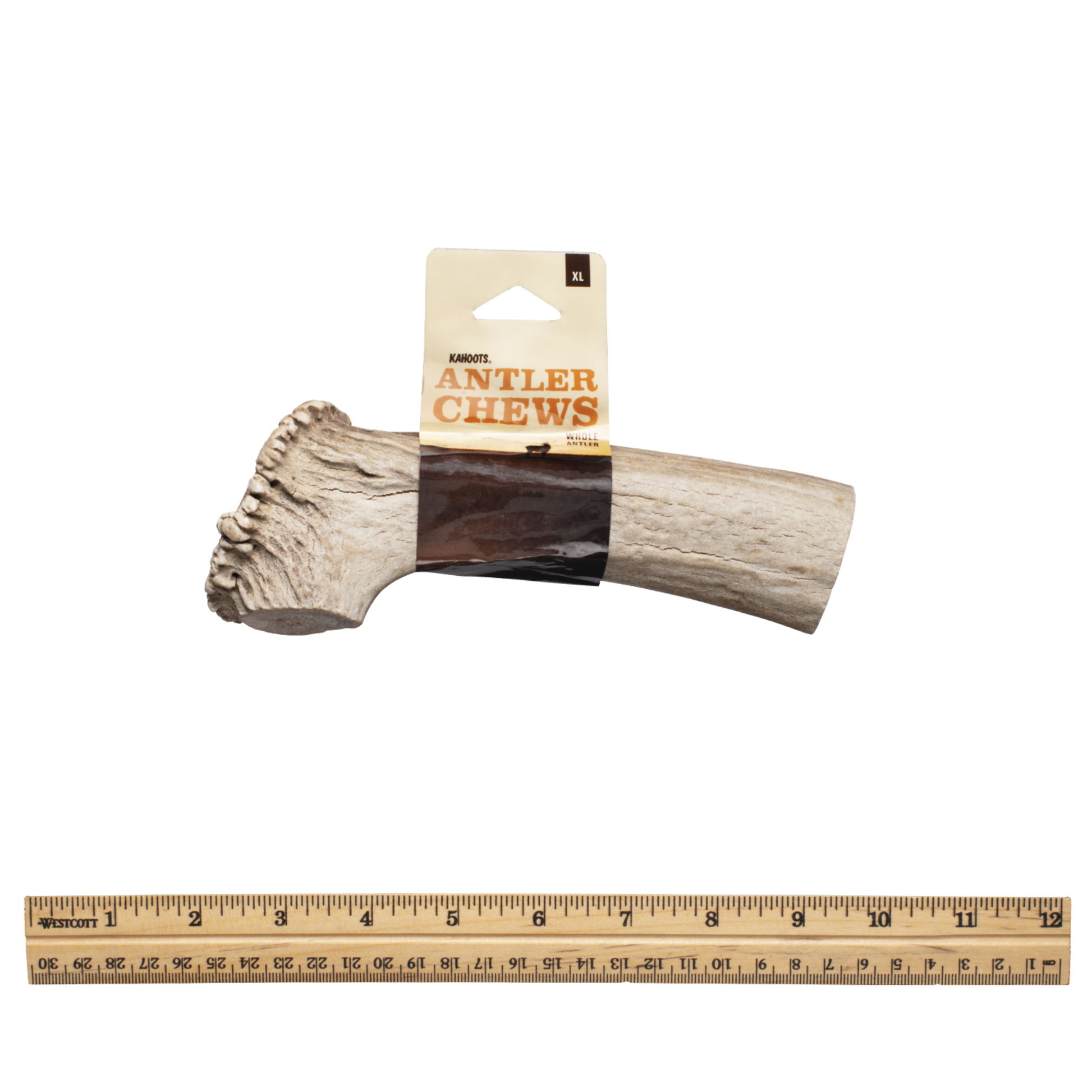Whole Antler Chew with a ruler