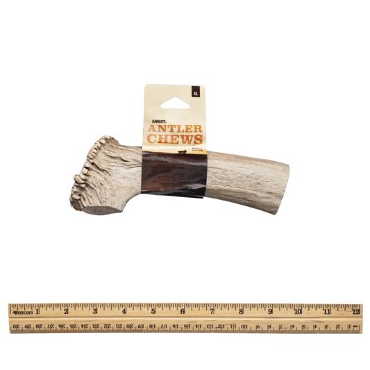 Whole Antler Chew with a ruler