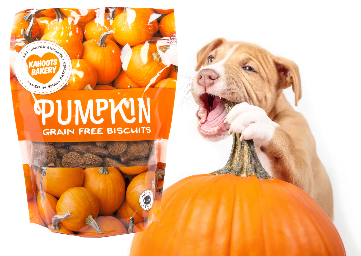 Pumpkin biscuits with a puppy munching on a pumpkin