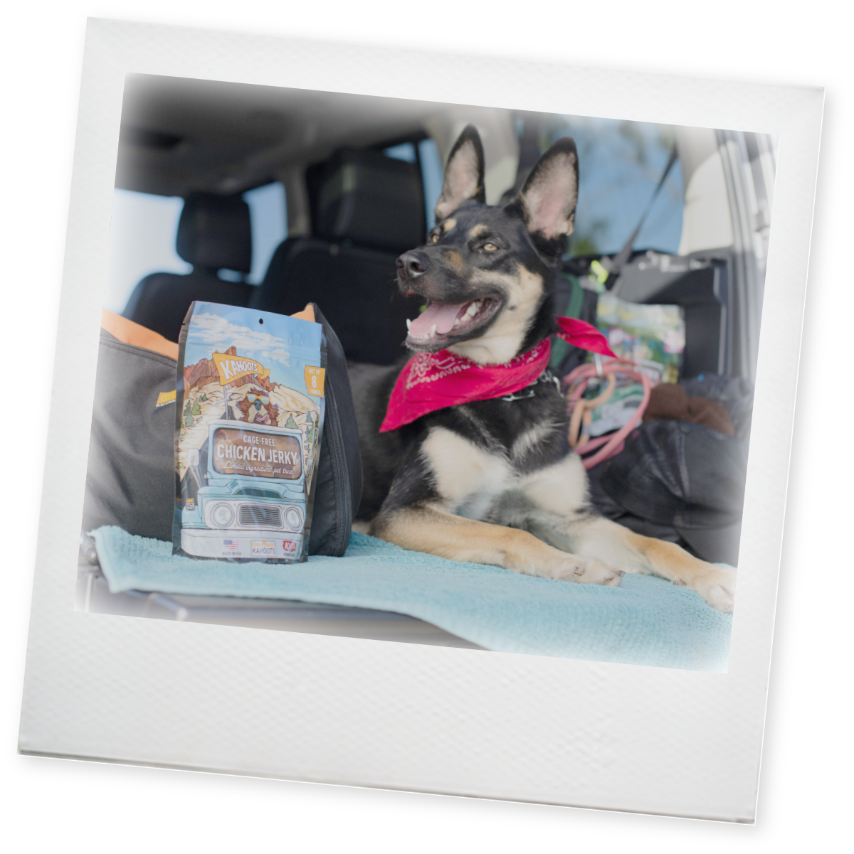 Polaroid image of a doh posing with a bag of chicken jerky