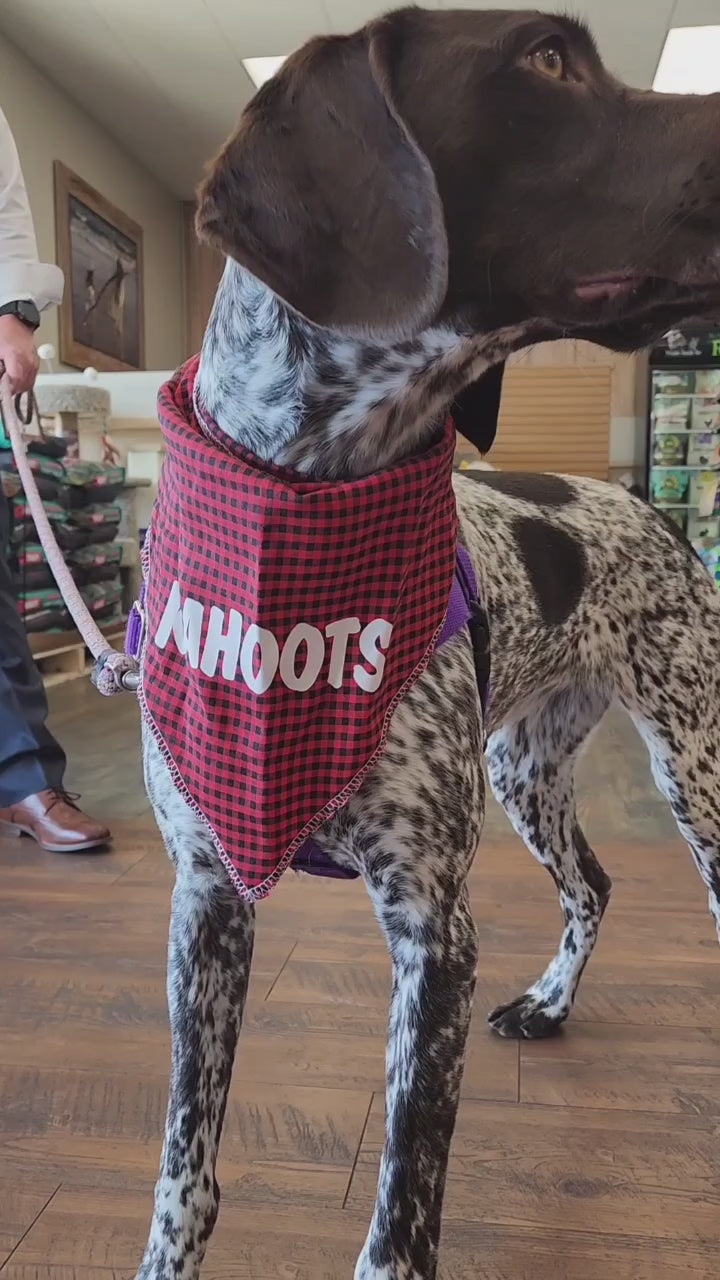 Dog shopping for rex rolls at a local Kahoots