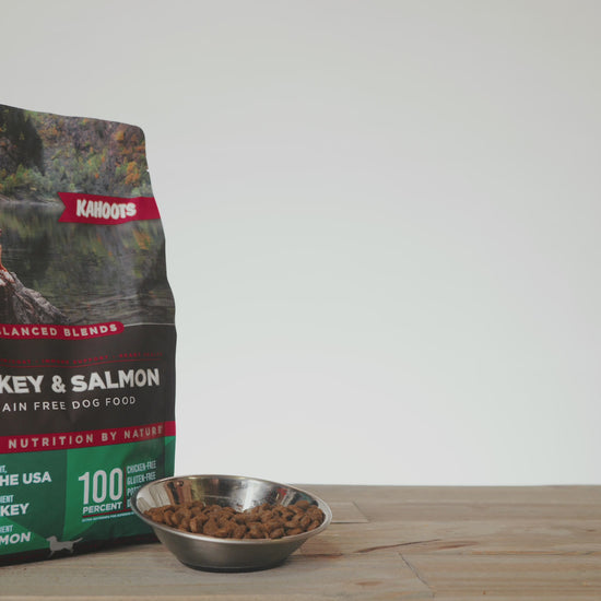 Dog eating turkey & salmon balanced blend dog food out of a bowl with product in background
