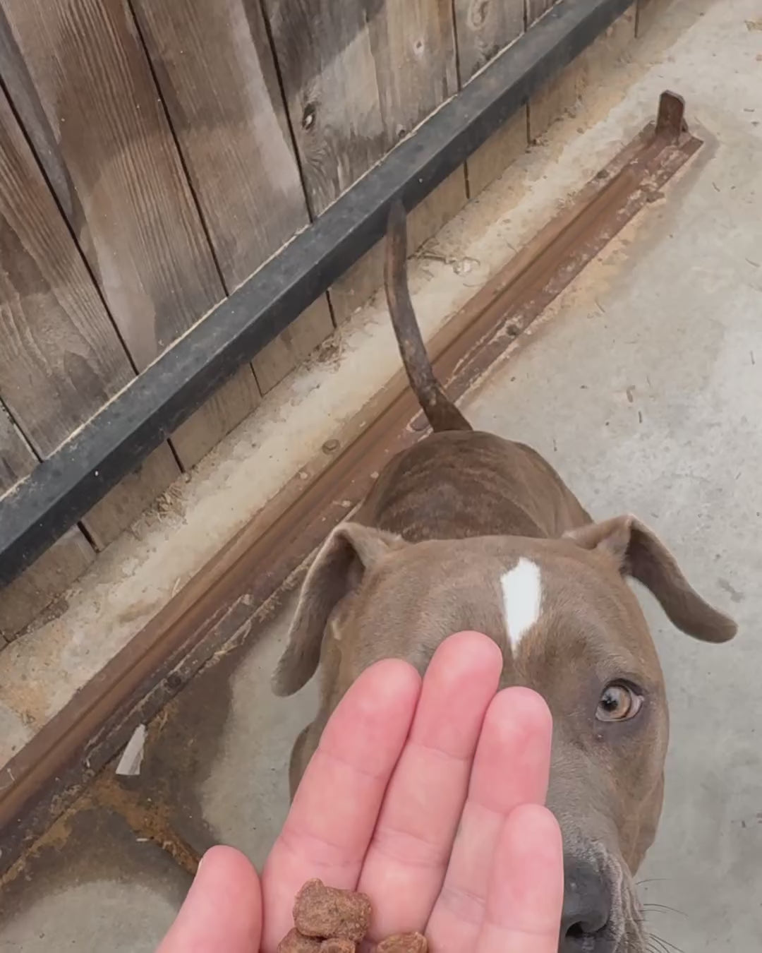 Freeze-dried Turkey Bites - Dog Food | Kahoots