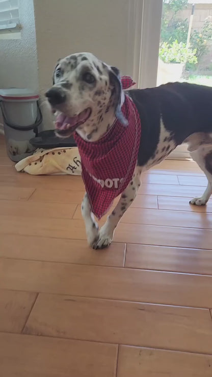 Excited dog ready to eat kahoots dog food